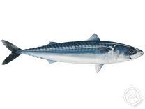 Atlantic Mackerel